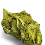 King Kush